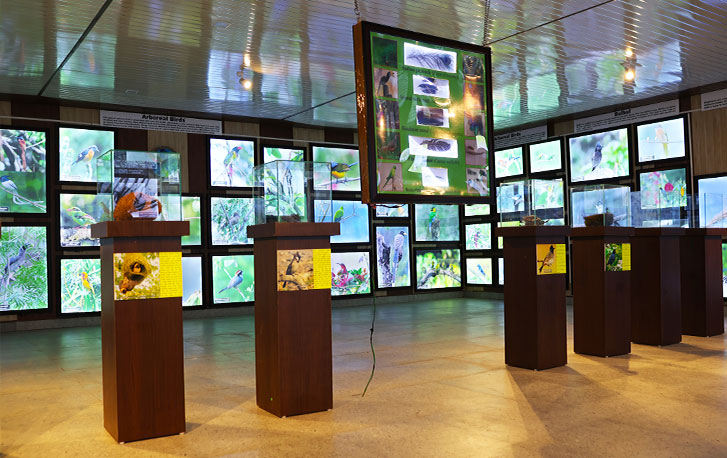 Bird Gallery 