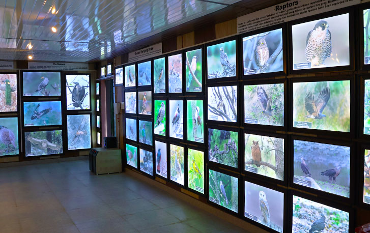 Bird Gallery