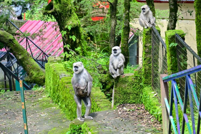 Langoor in Adventure Park Nainital