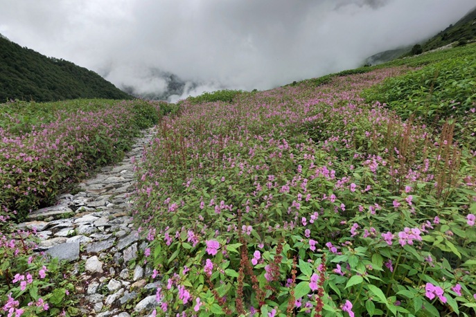 Valley of Flowers