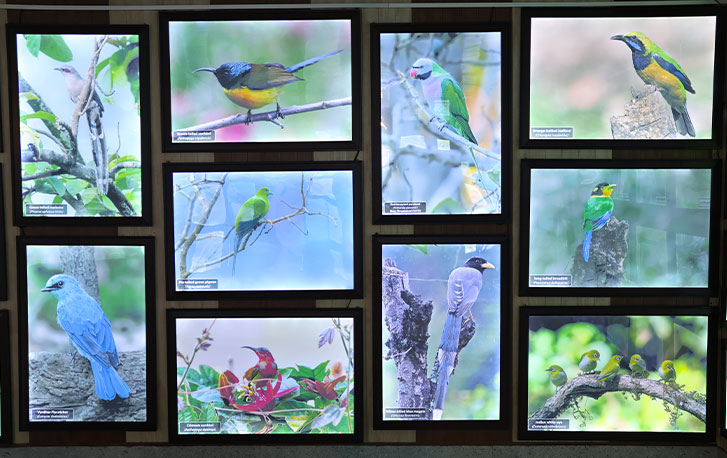 bird gallery 